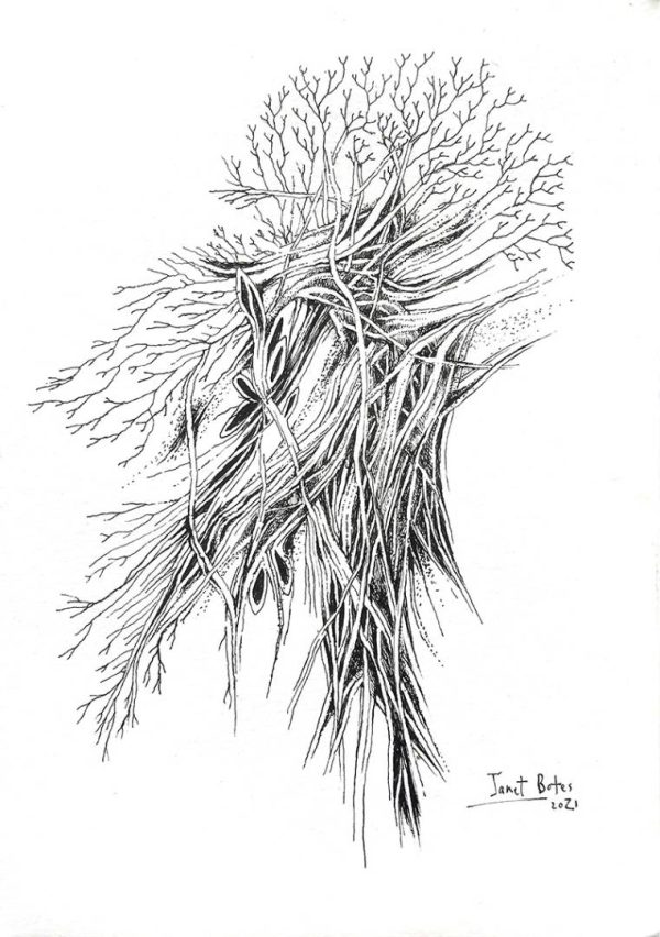 Ink drawing of roots, tree and entangled branches - resembling muscle, arteries and veins in the human body