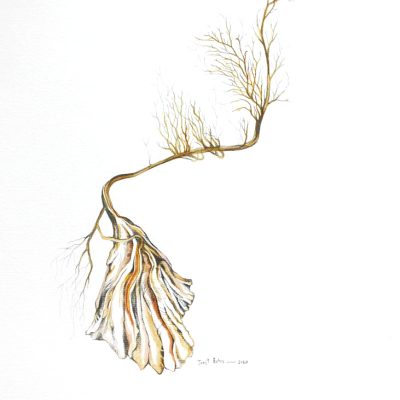 Original drawing with watercolour and graphite pencil - contemporary botanical art