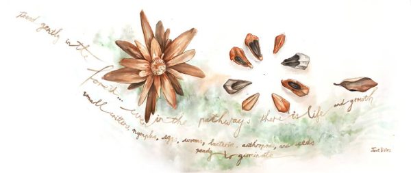 Watercolour painting of protea and pine seeds, inspired by walking on forest paths where there is life, growth, critters, worms, bacteria, seeds ready to germinate...
